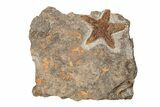 1.5" Ordovician Starfish (Petraster?) Fossil - Morocco - #203534-1